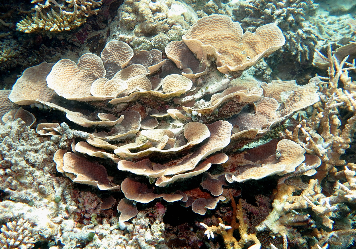 Velidhu - 2013_03_13 - IMG_0634rf_Corail_Maagiri_Plongee.jpg
